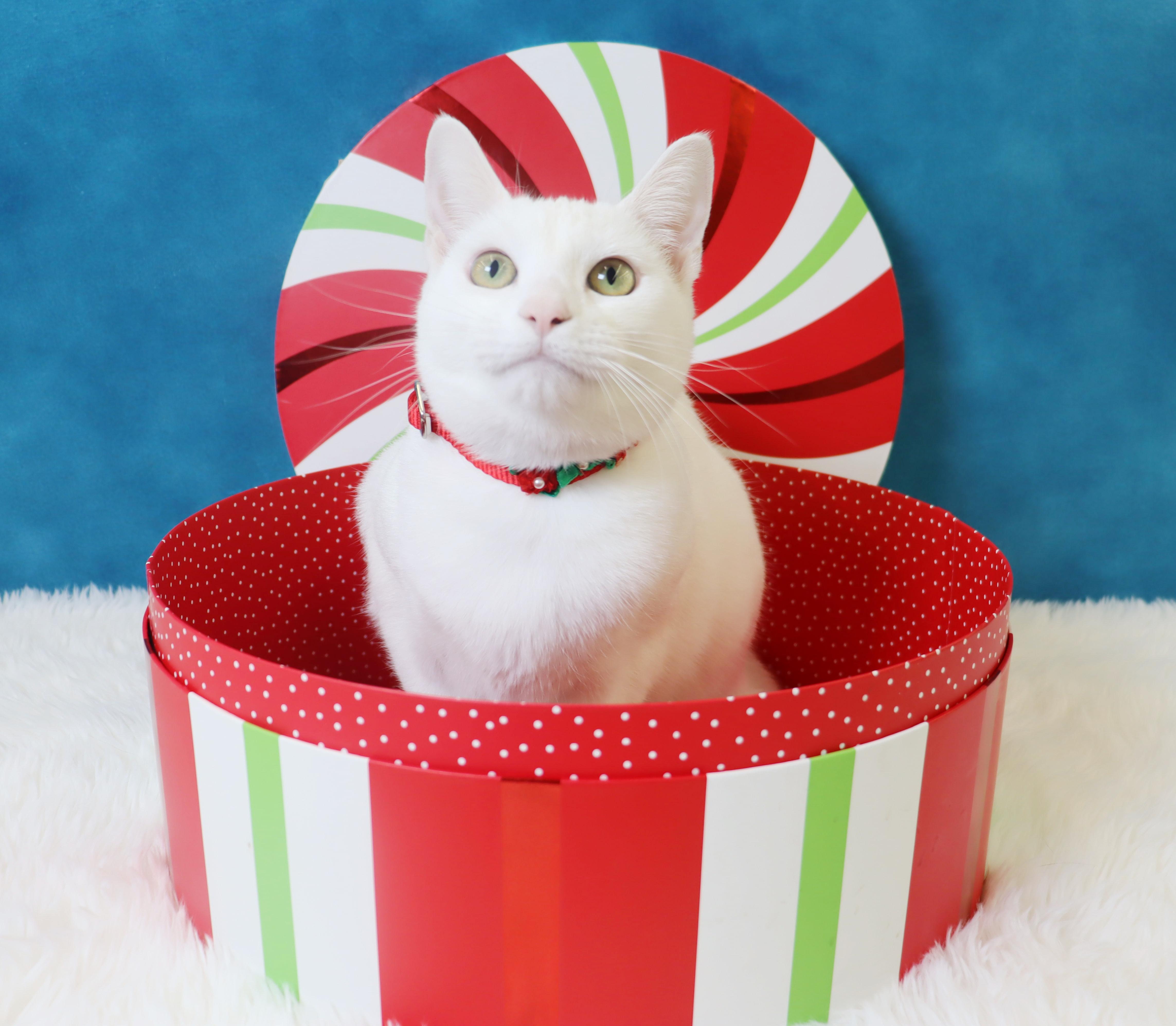 Enlarge Minnie Mouse - Would love to be an only princess, a Adoptable Domestic Short Hair in League City, TX image 1/4