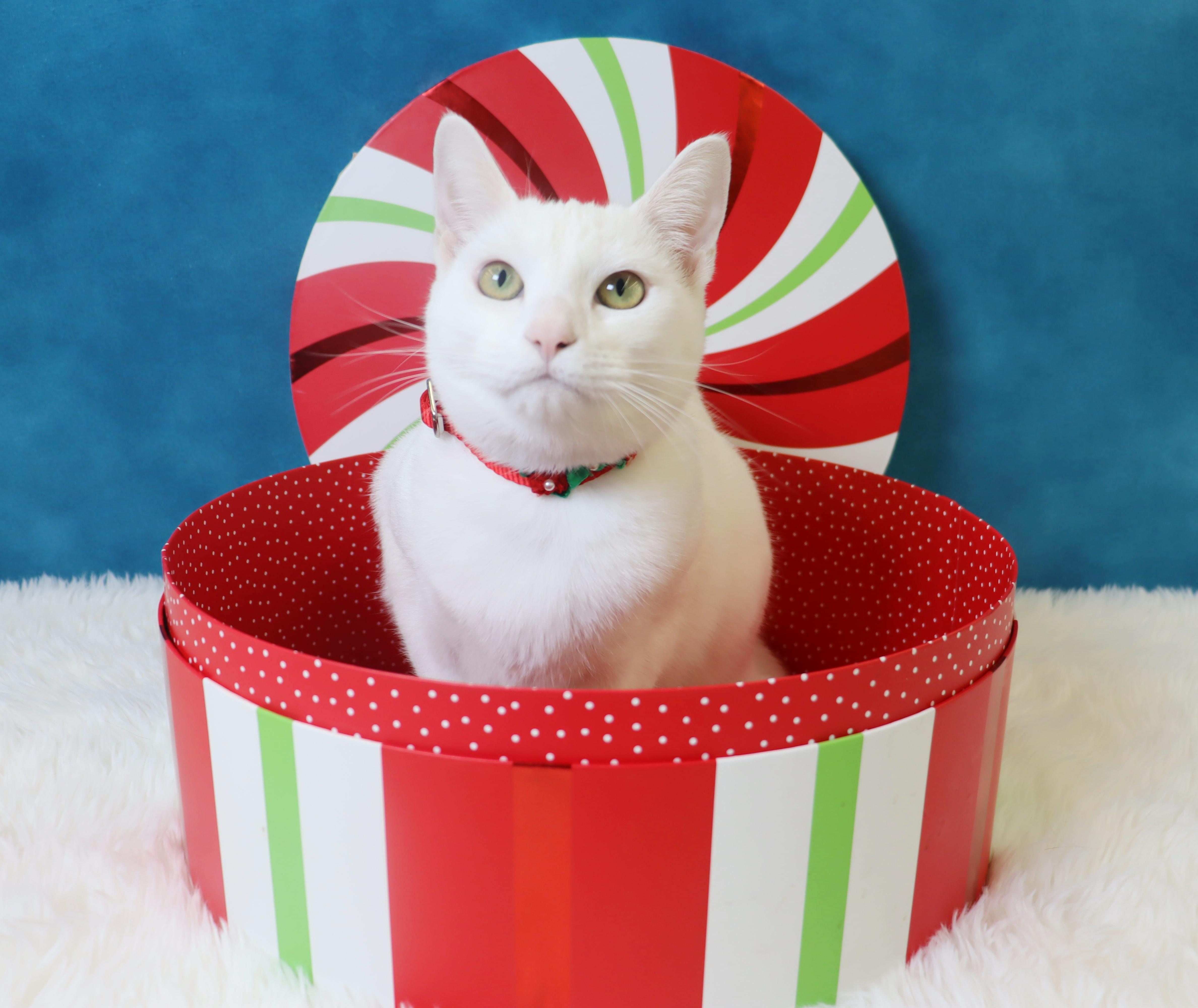 Enlarge Minnie Mouse - Would love to be an only princess, a Adoptable Domestic Short Hair in League City, TX image 4/4