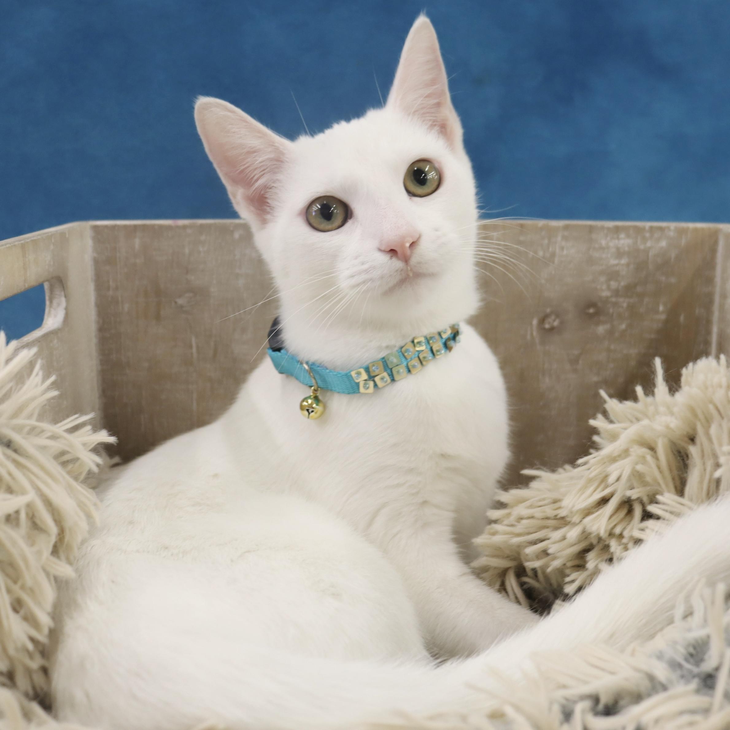 Enlarge Minnie Mouse - Would love to be an only princess, a Adoptable Domestic Short Hair in League City, TX image 2/4