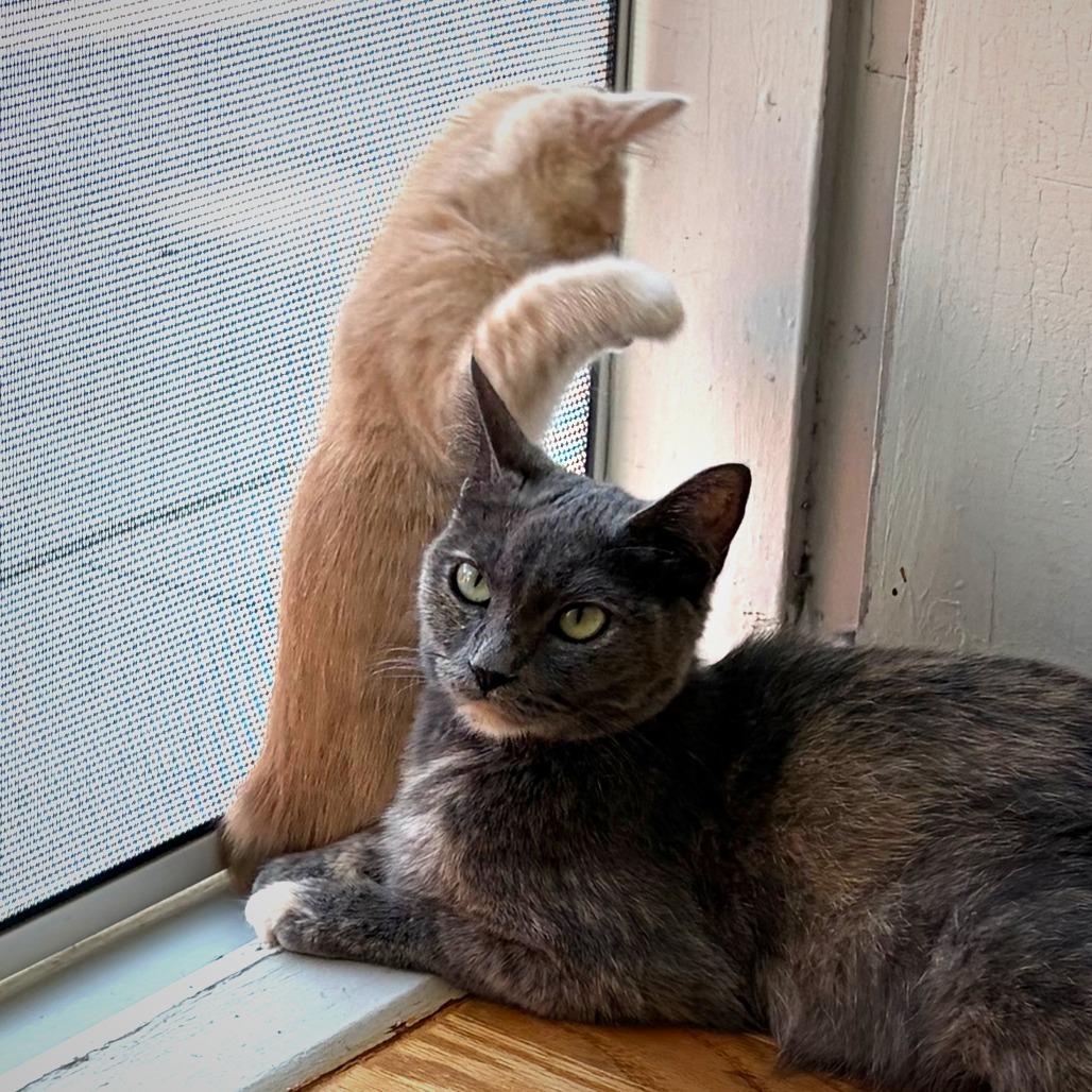 Mama Georgia - Costa Mesa Location, Adoptable, Young Female Domestic Short Hair.