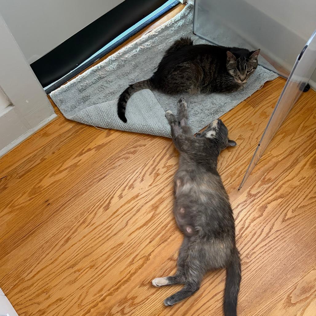 Enlarge Mama Georgia - Costa Mesa Location, a Adoptable Domestic Short Hair in Chino Hills, CA image 3/6