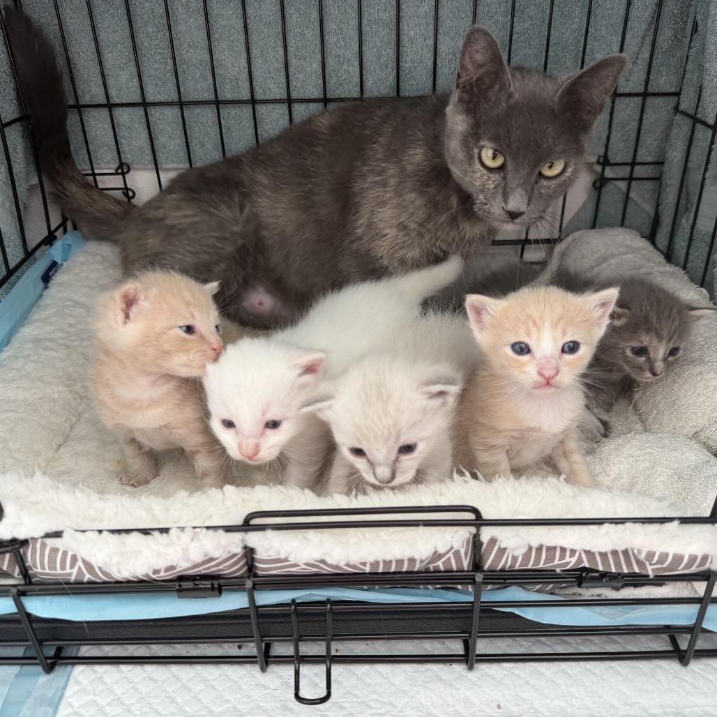 Enlarge Mama Georgia - Costa Mesa Location, a Adoptable Domestic Short Hair in Chino Hills, CA image 4/6