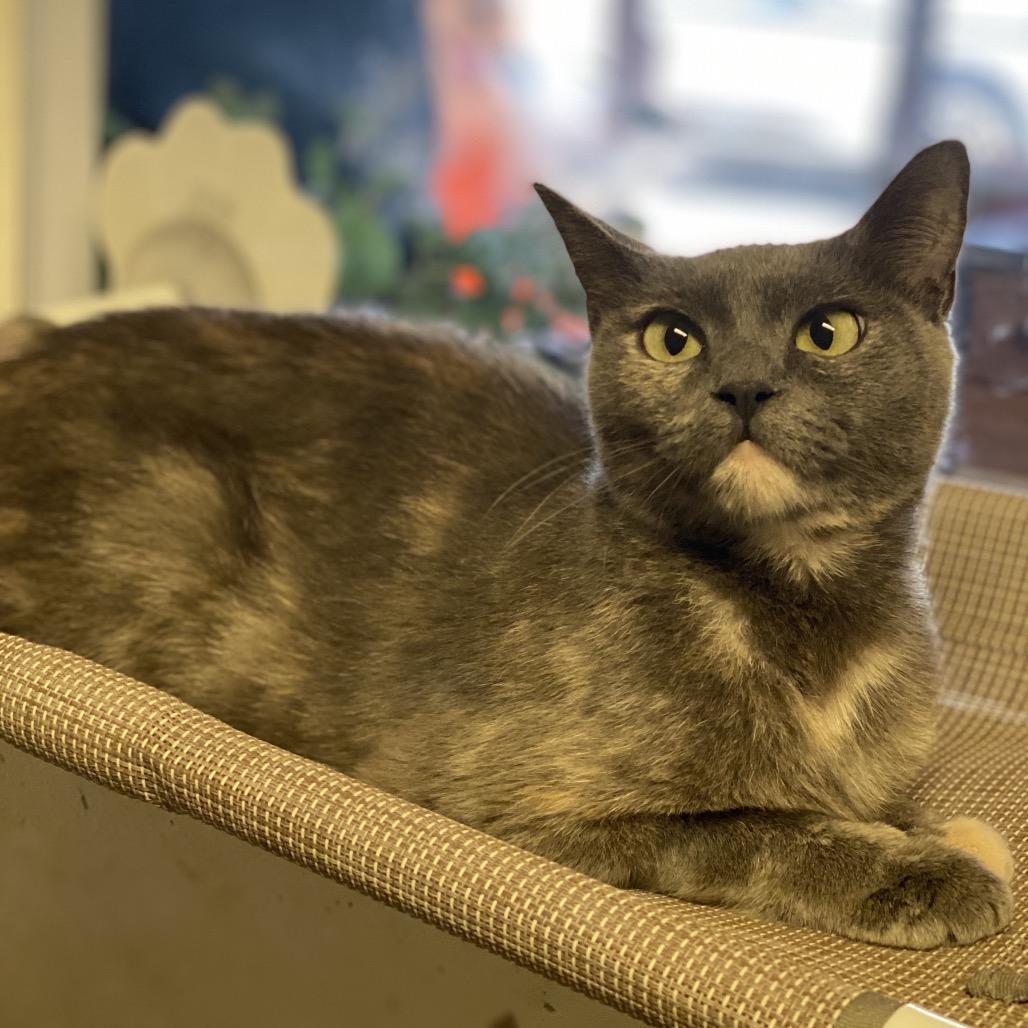 Enlarge Mama Georgia - Costa Mesa Location, a Adoptable Domestic Short Hair in Chino Hills, CA image 5/6