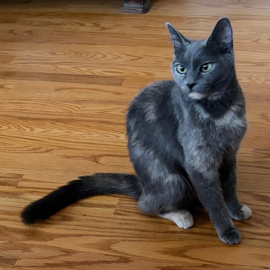 Enlarge Mama Georgia - Costa Mesa Location, a Adoptable Domestic Short Hair in Chino Hills, CA image 6/6