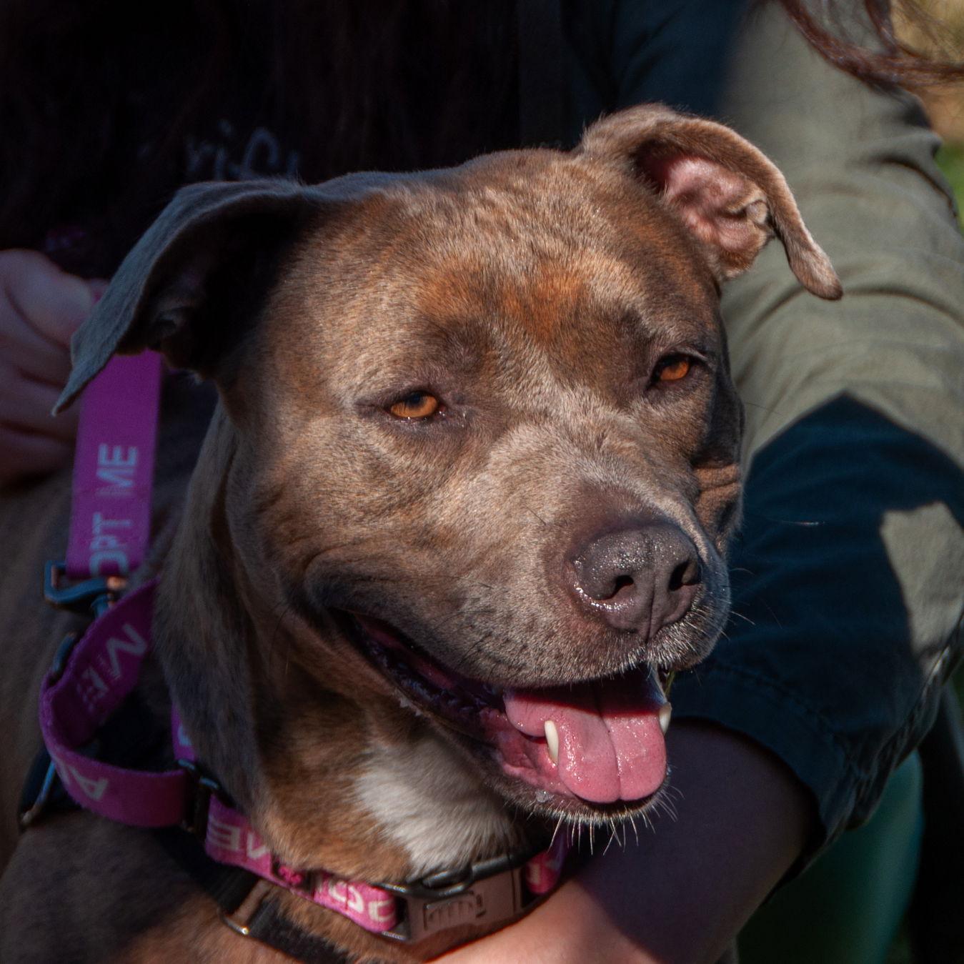Maple, a Adoptable Pit Bull Terrier in San Jose, CA image 1/3