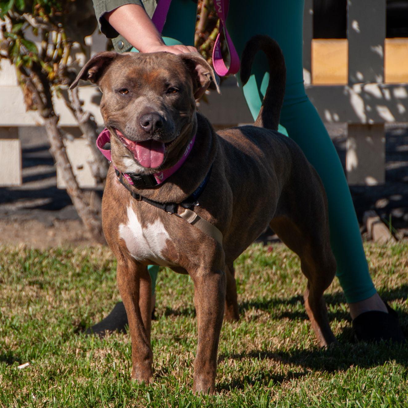 Maple, a Adoptable Pit Bull Terrier in San Jose, CA image 2/3
