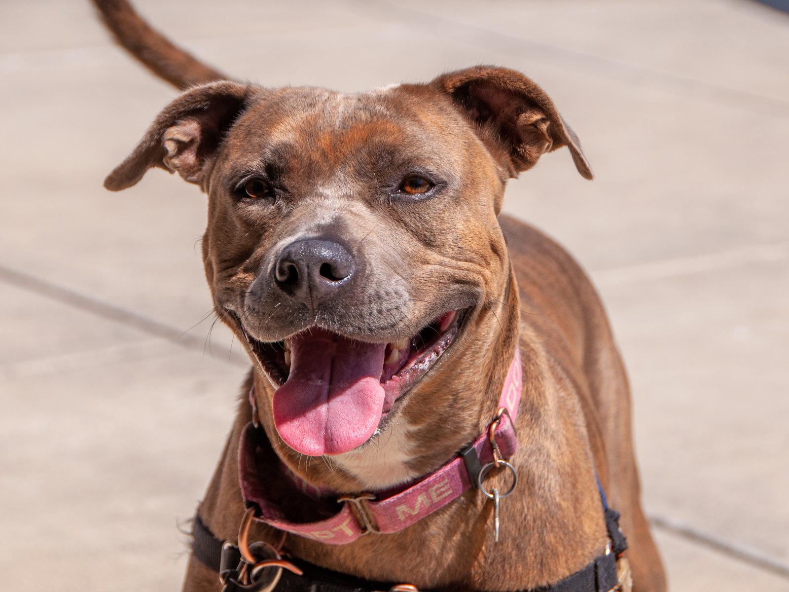 Maple, Adoptable, Adult Female Pit Bull Terrier.
