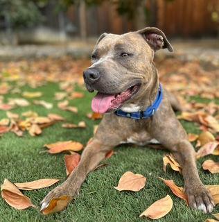 Maple, Adoptable, Adult Female Pit Bull Terrier.