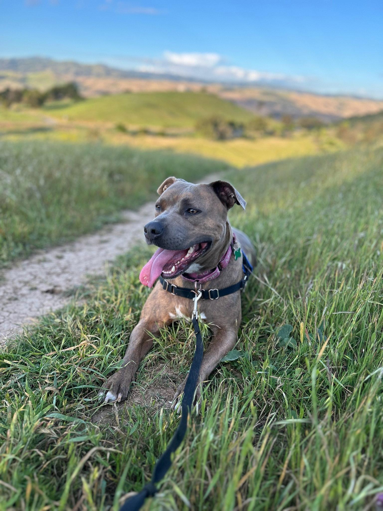 Enlarge Maple, a Adoptable Pit Bull Terrier in San Jose, CA image 2/3