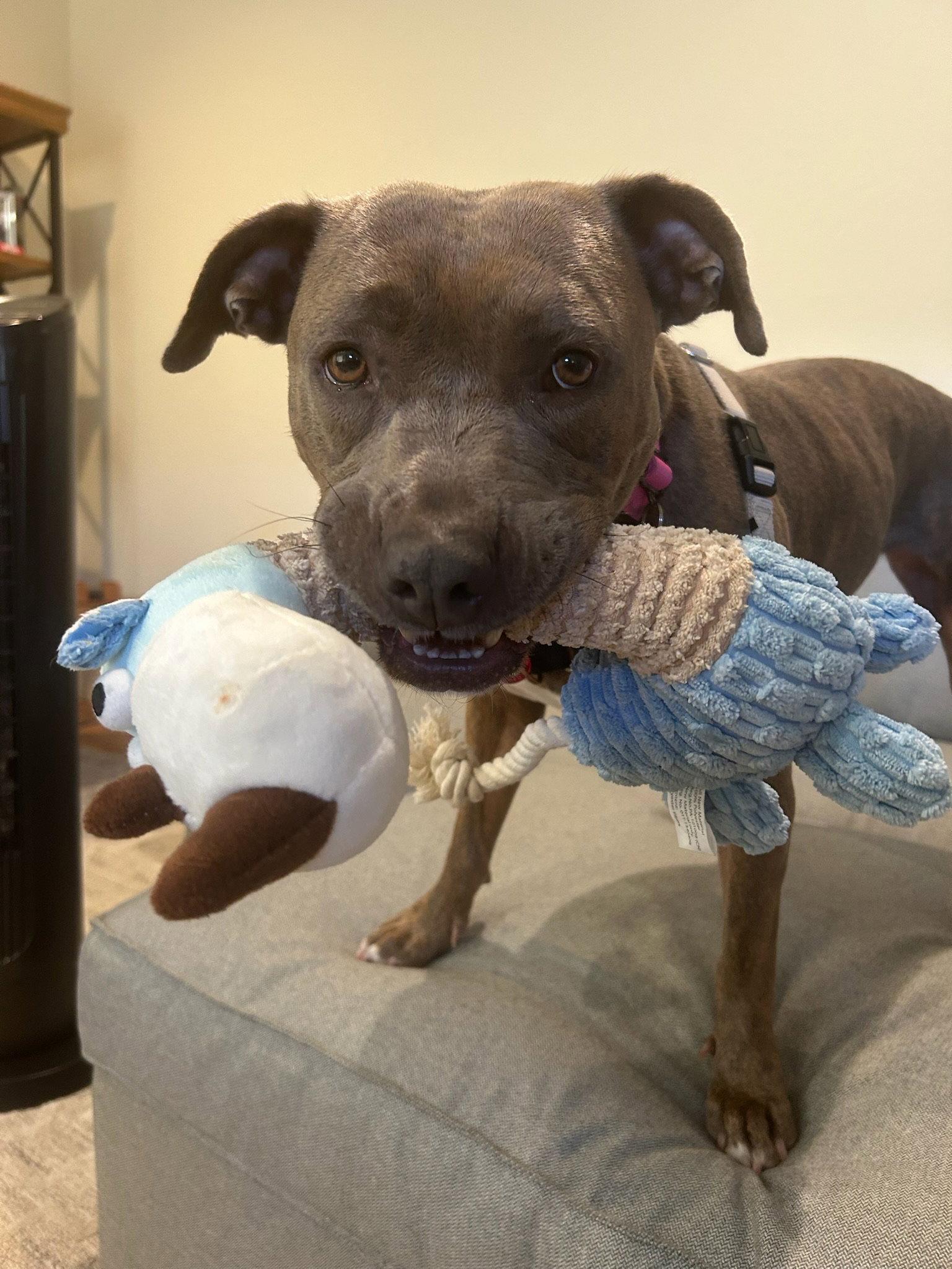 Enlarge Maple, a Adoptable Pit Bull Terrier in San Jose, CA image 3/3