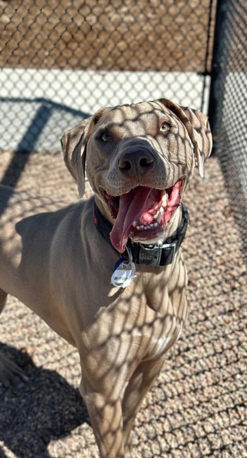 Enlarge ROCKY, a Adoptable mixed breed in Loveland, CO image 1/1