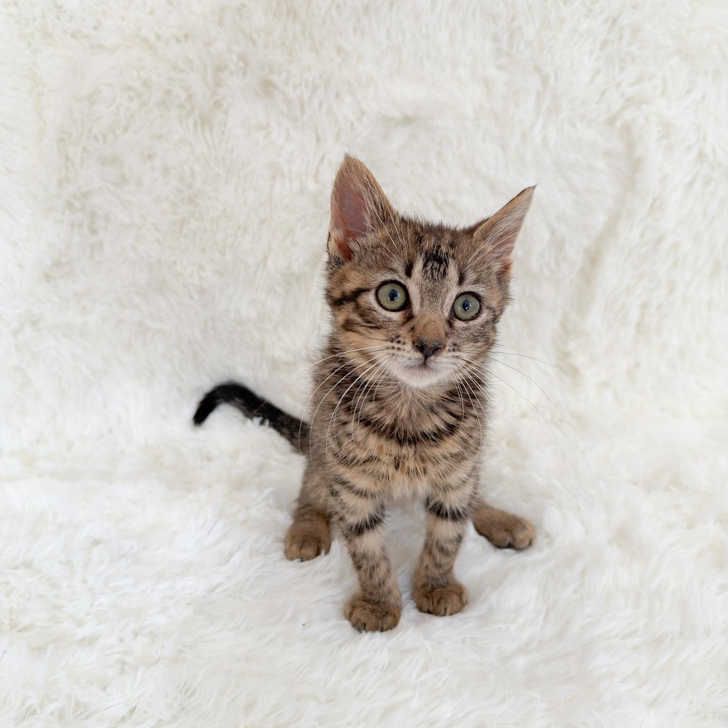 Liam, Adoptable, Young Male Tabby.