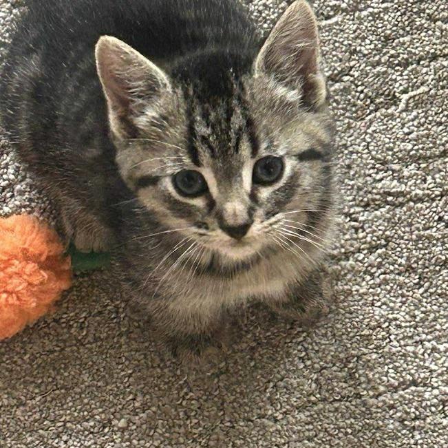 Enlarge Teddy, a Adoptable Domestic Short Hair in Sioux Falls, SD image 1/1