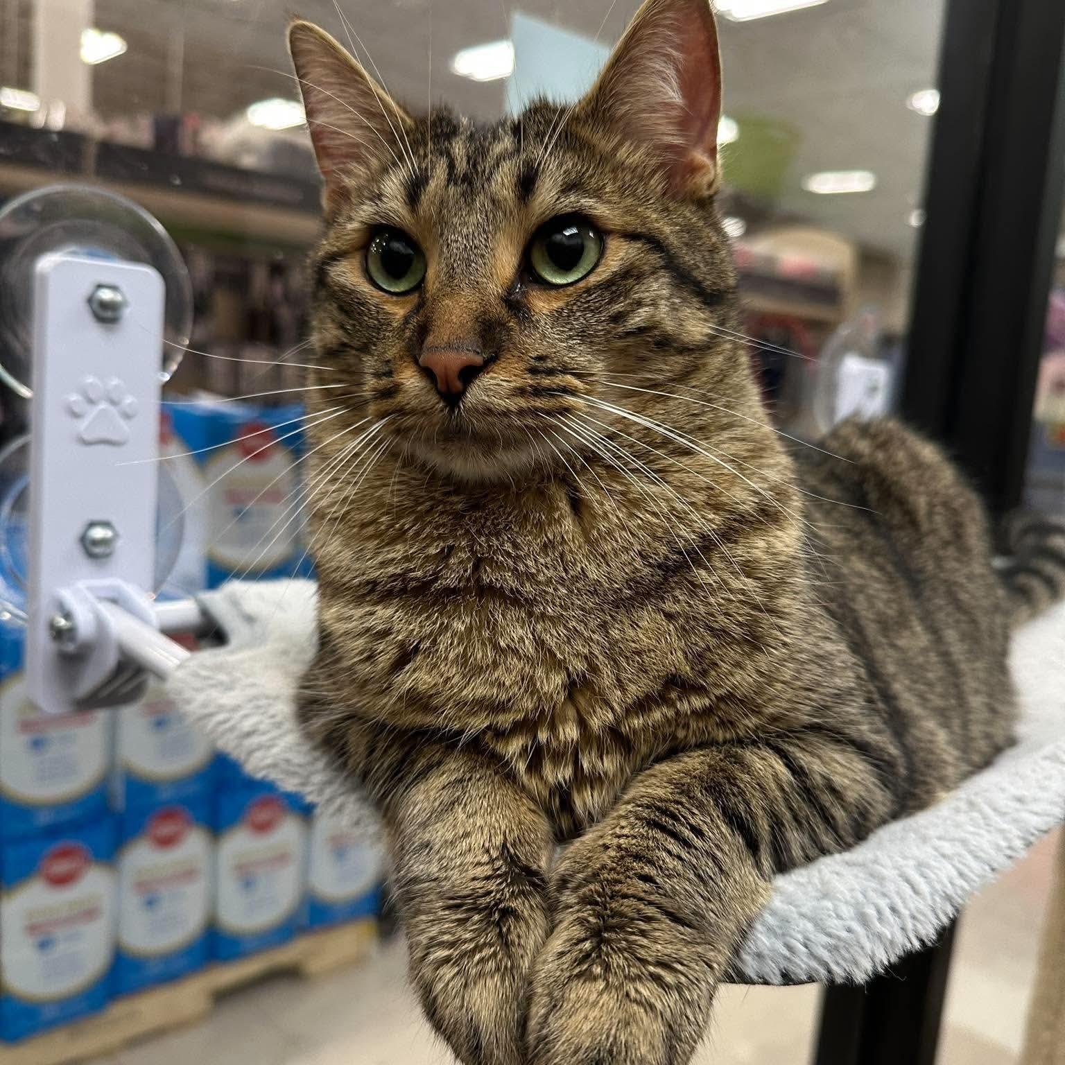 Finn, Adopted, Young Male Domestic Short Hair.