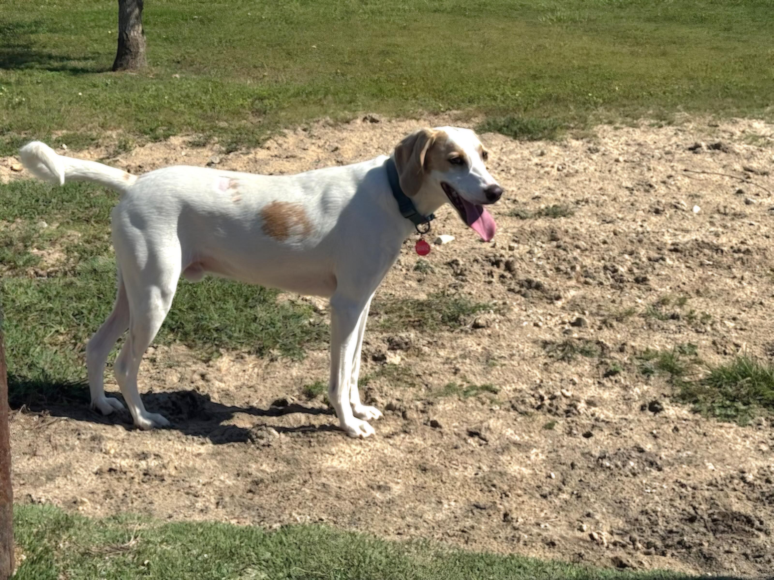 Ranger, a Adoptable Treeing Walker Coonhound in Panama City, FL image 2/5