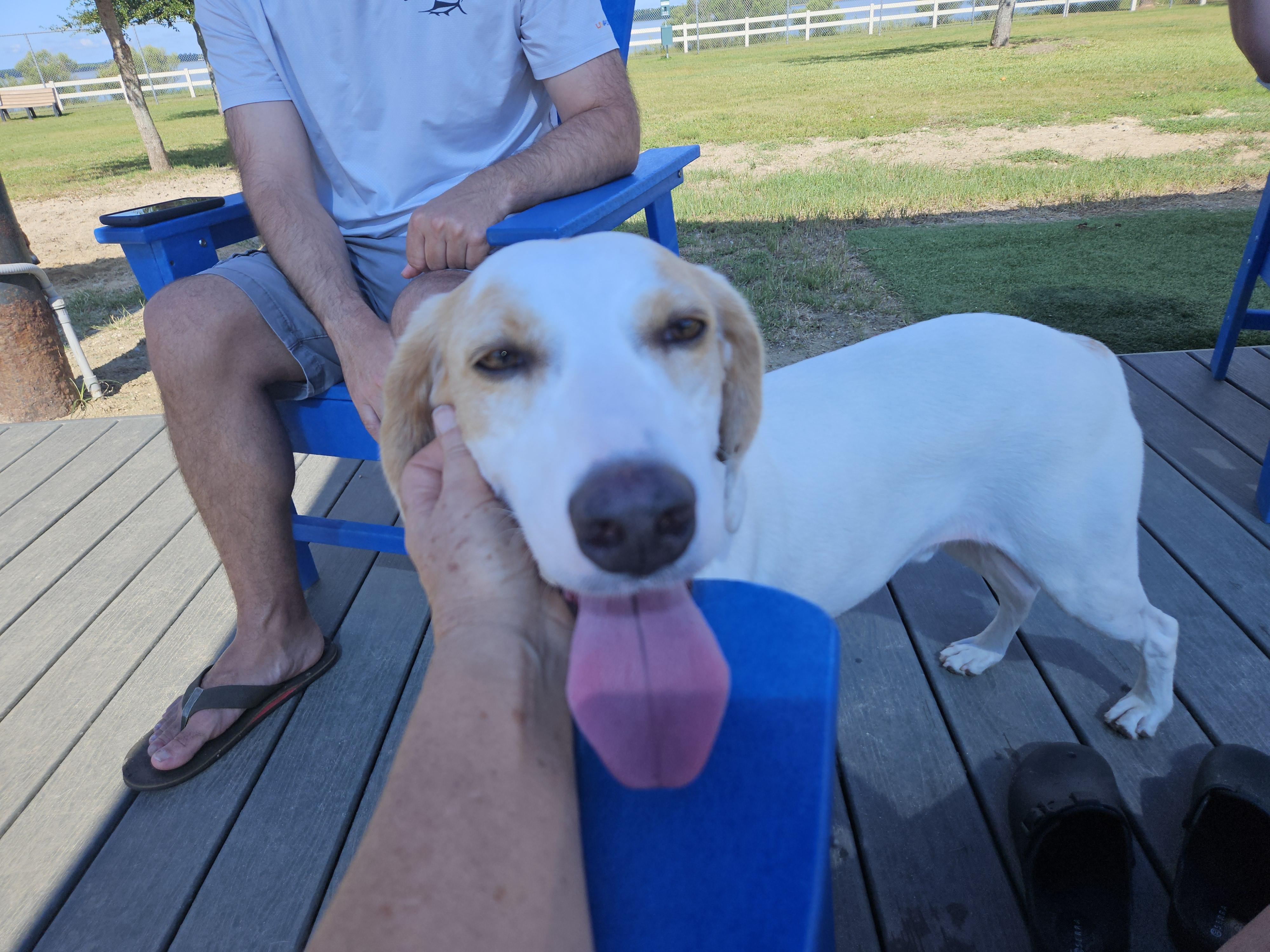 Ranger, Adoptable, Adult Male Treeing Walker Coonhound.