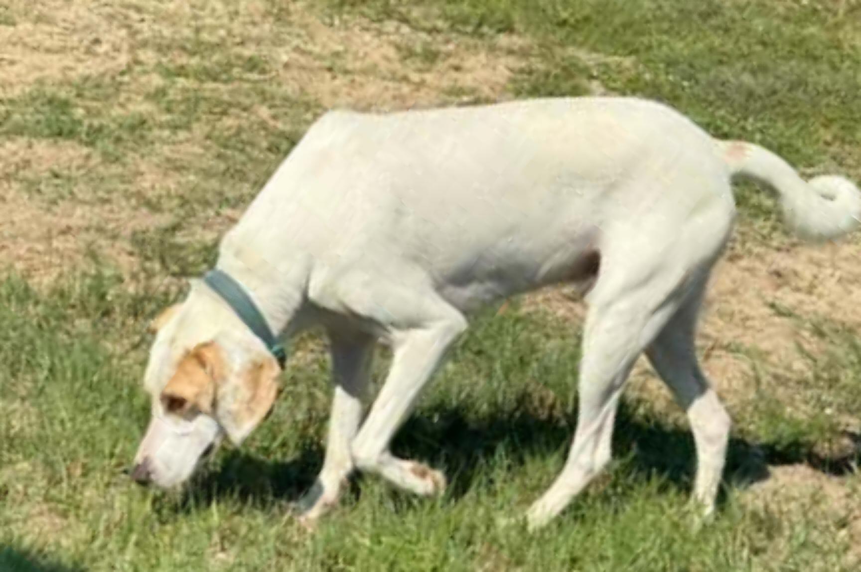 Ranger, a Adoptable Treeing Walker Coonhound in Panama City, FL image 3/5