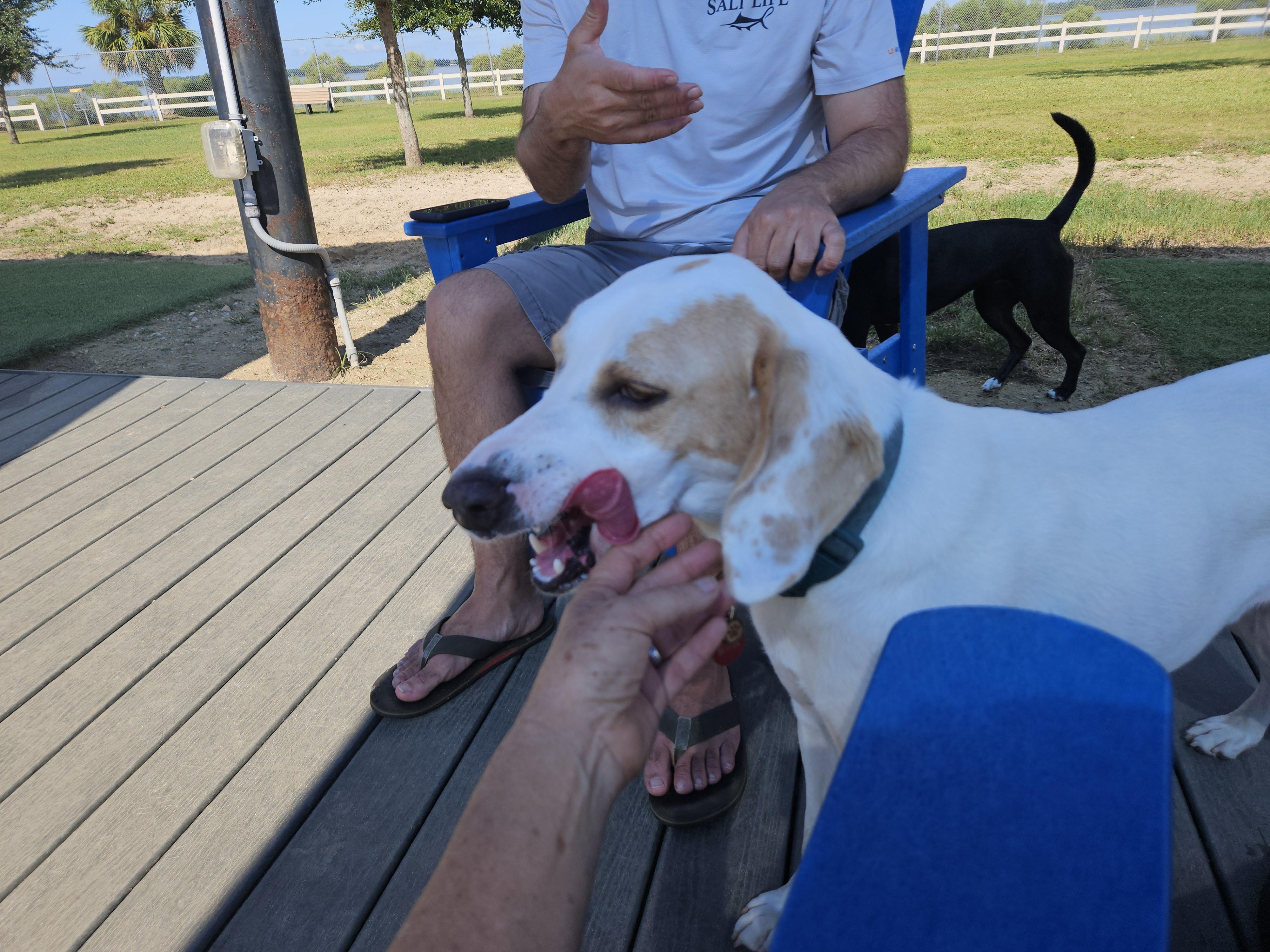 Ranger, a Adoptable Treeing Walker Coonhound in Panama City, FL image 4/5