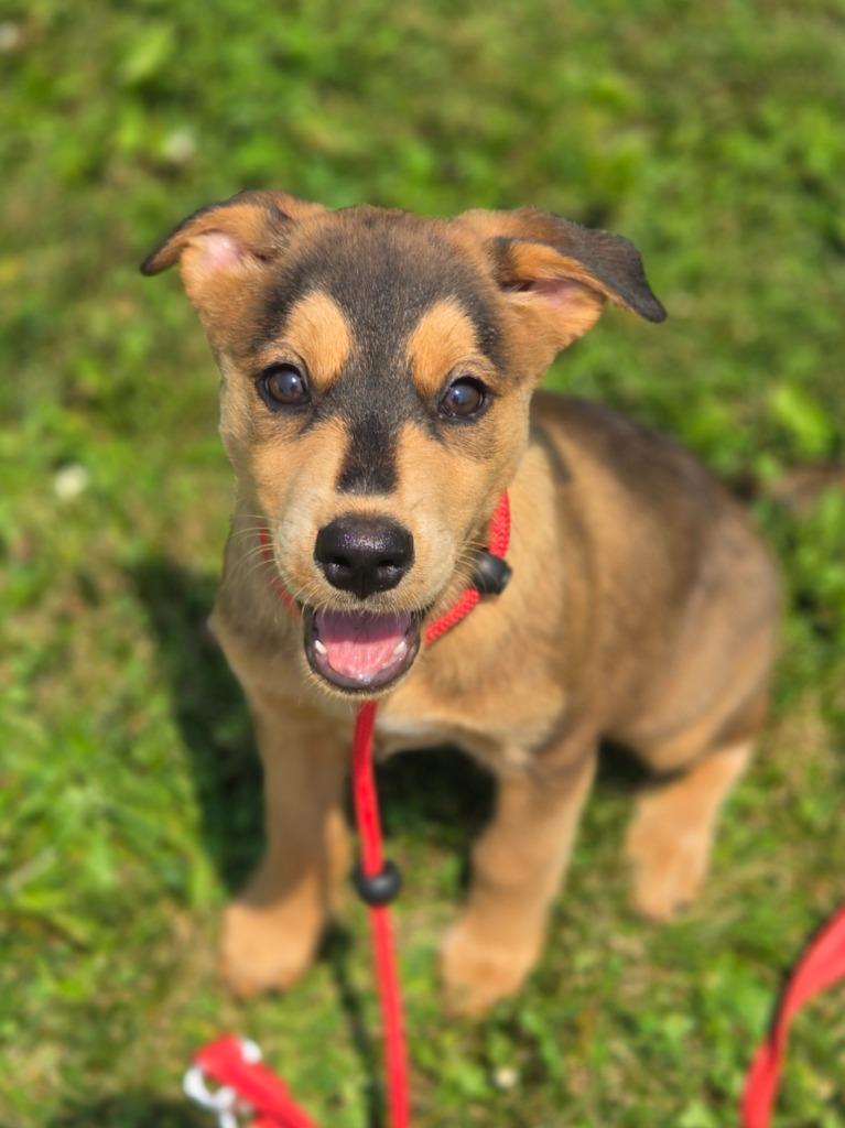 Bugatti, Adoptable, Puppy Male Collie.