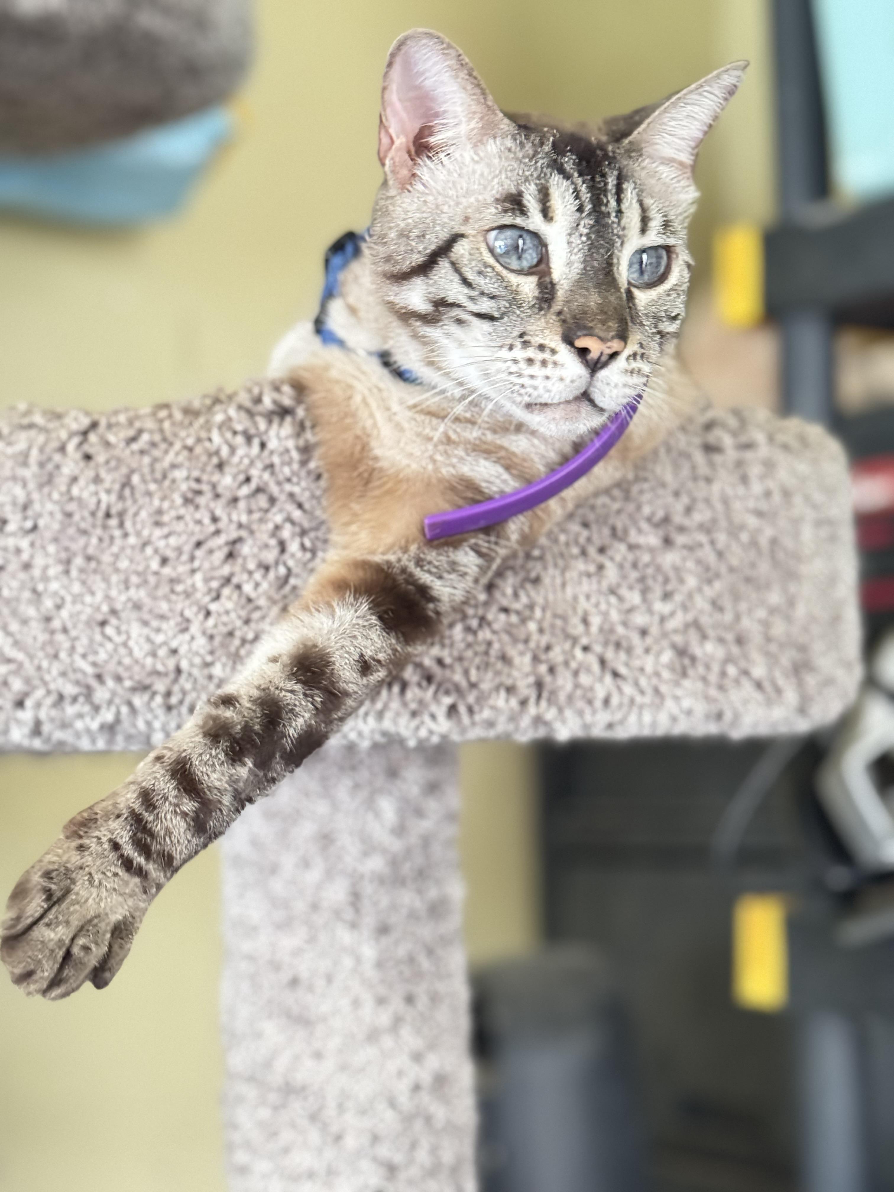 Moose, ADOPTABLE, Adult Male Bengal.