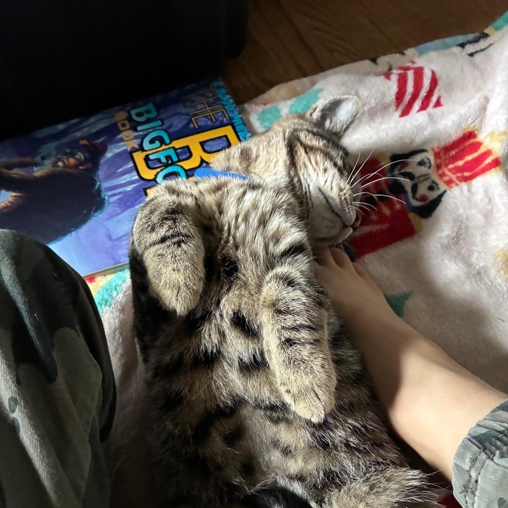 Badger, Adoptable, Young Male Domestic Short Hair.