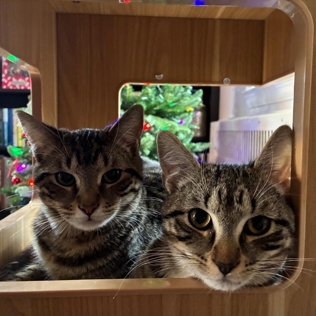 Enlarge Badger, a Adoptable Domestic Short Hair in Baltimore, MD image 2/6