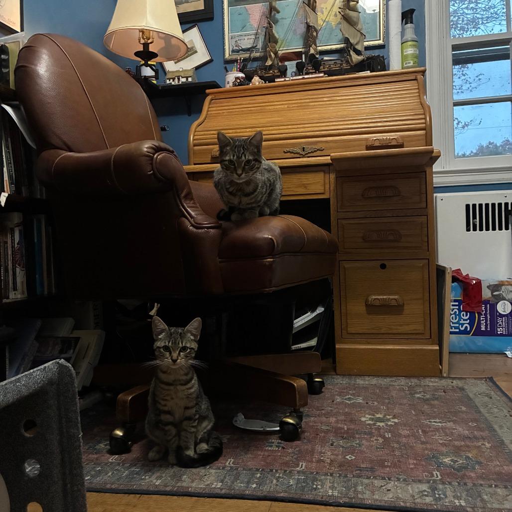 Enlarge Badger, a Adoptable Domestic Short Hair in Baltimore, MD image 3/6