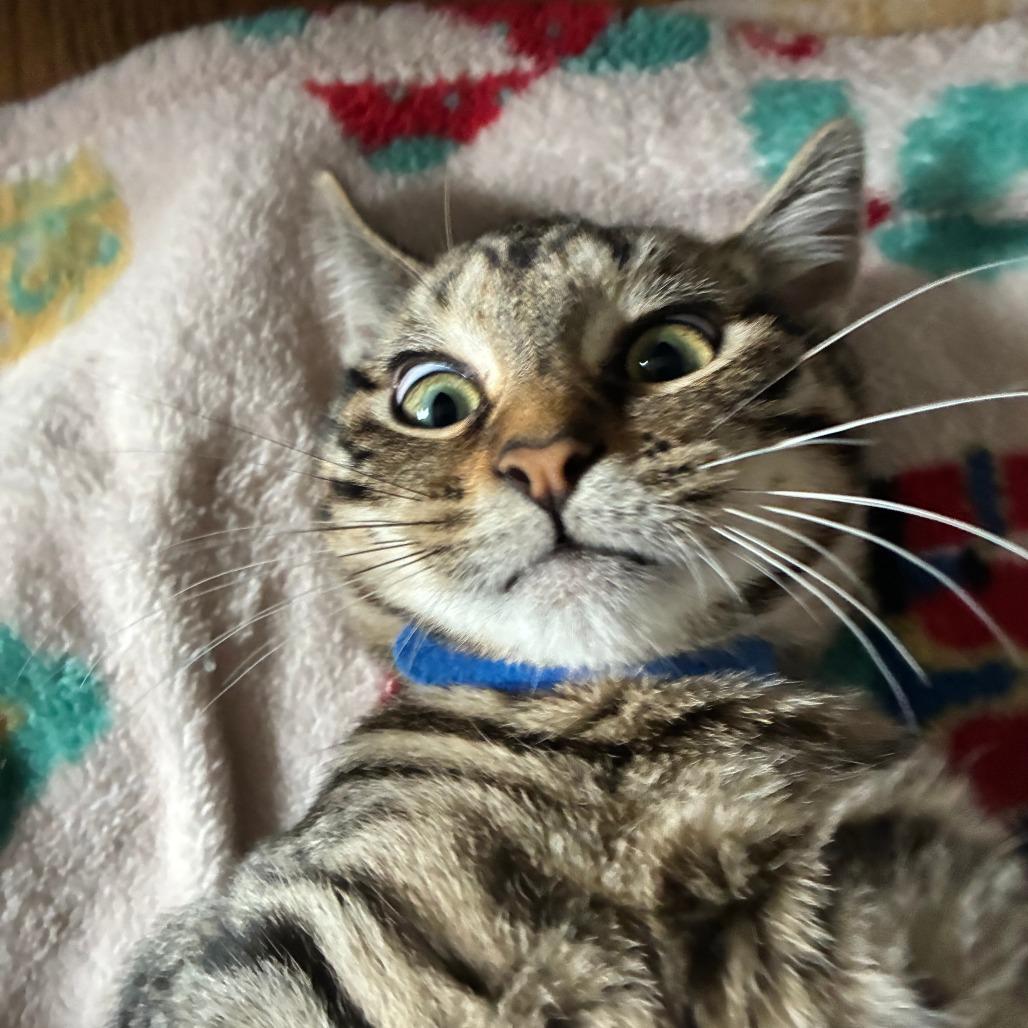 Enlarge Badger, a Adoptable Domestic Short Hair in Baltimore, MD image 4/6