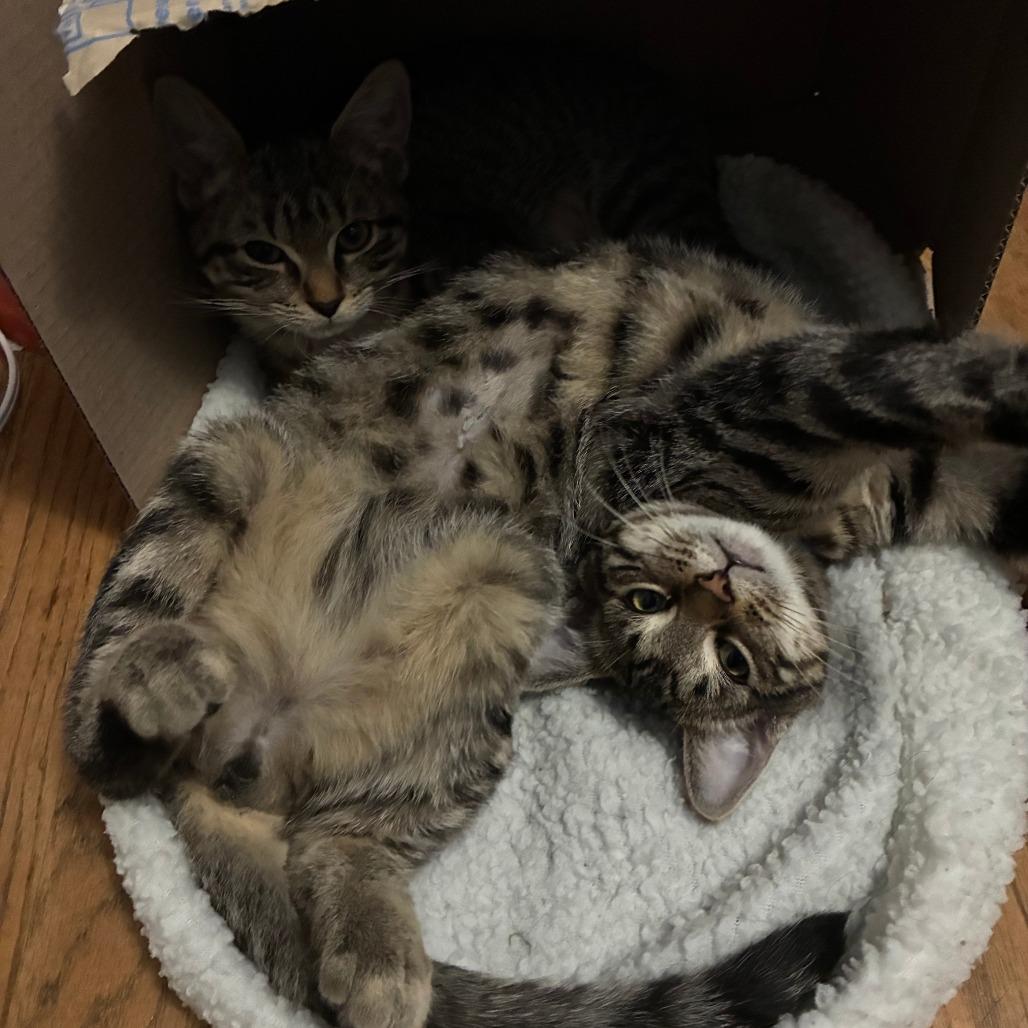 Enlarge Badger, a Adoptable Domestic Short Hair in Baltimore, MD image 5/6