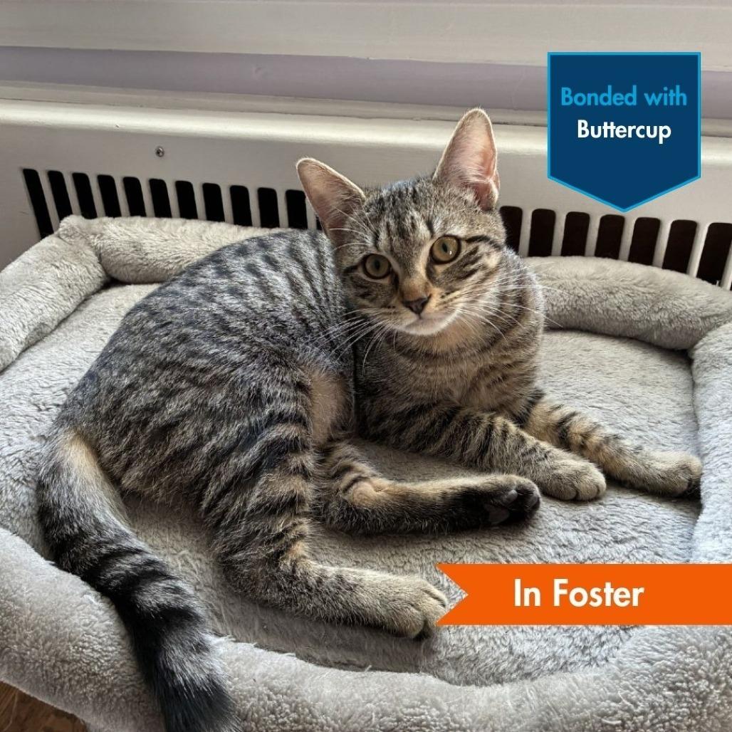 Enlarge Badger, a Adoptable Domestic Short Hair in Baltimore, MD image 6/6