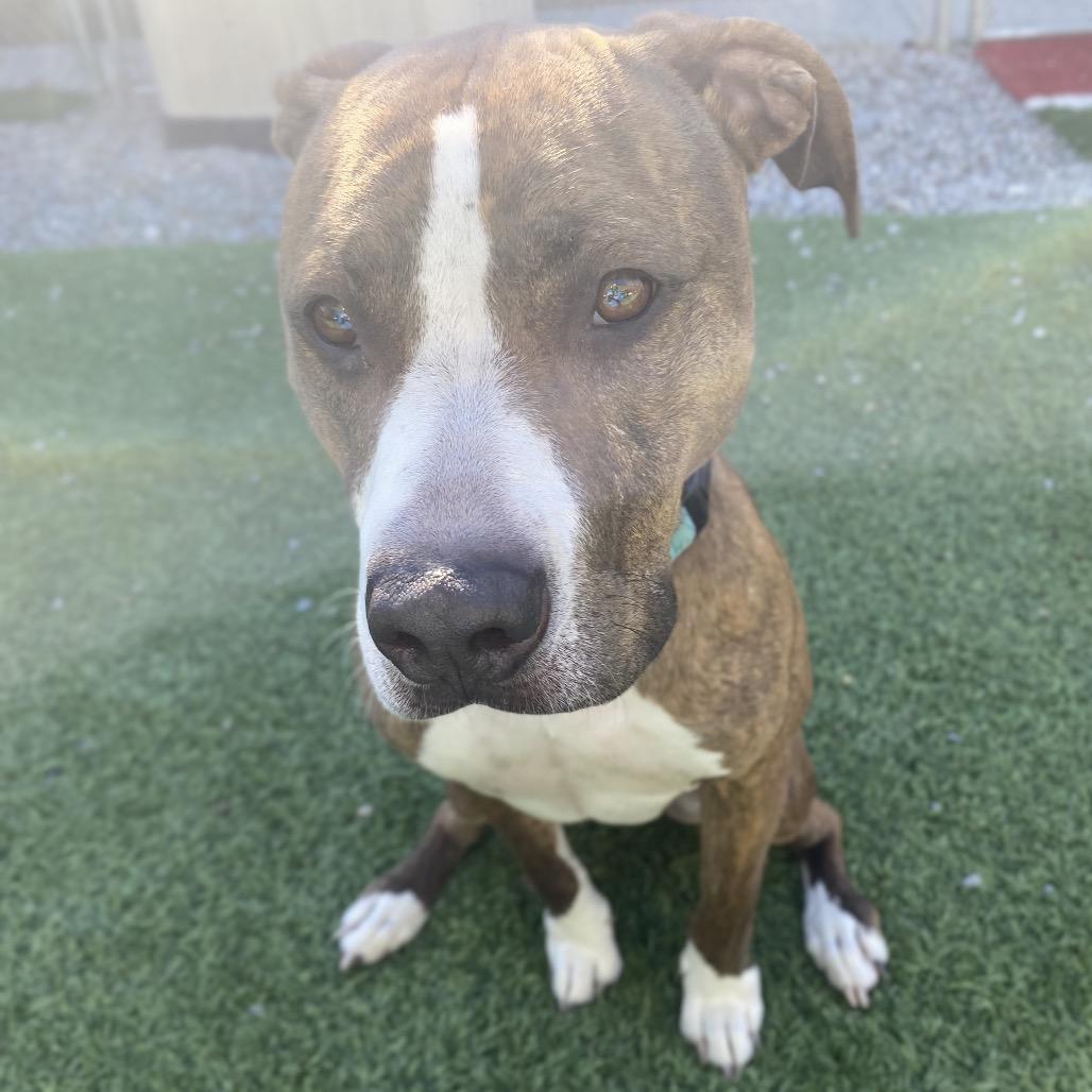 Enlarge Gobble, a Adoptable Mixed Breed in Batavia, OH image 1/5