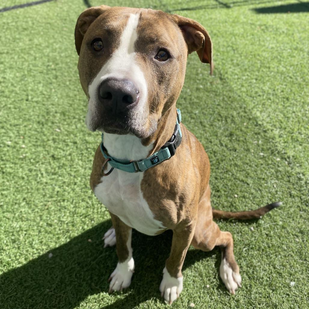 Enlarge Gobble, a Adoptable Mixed Breed in Batavia, OH image 3/5