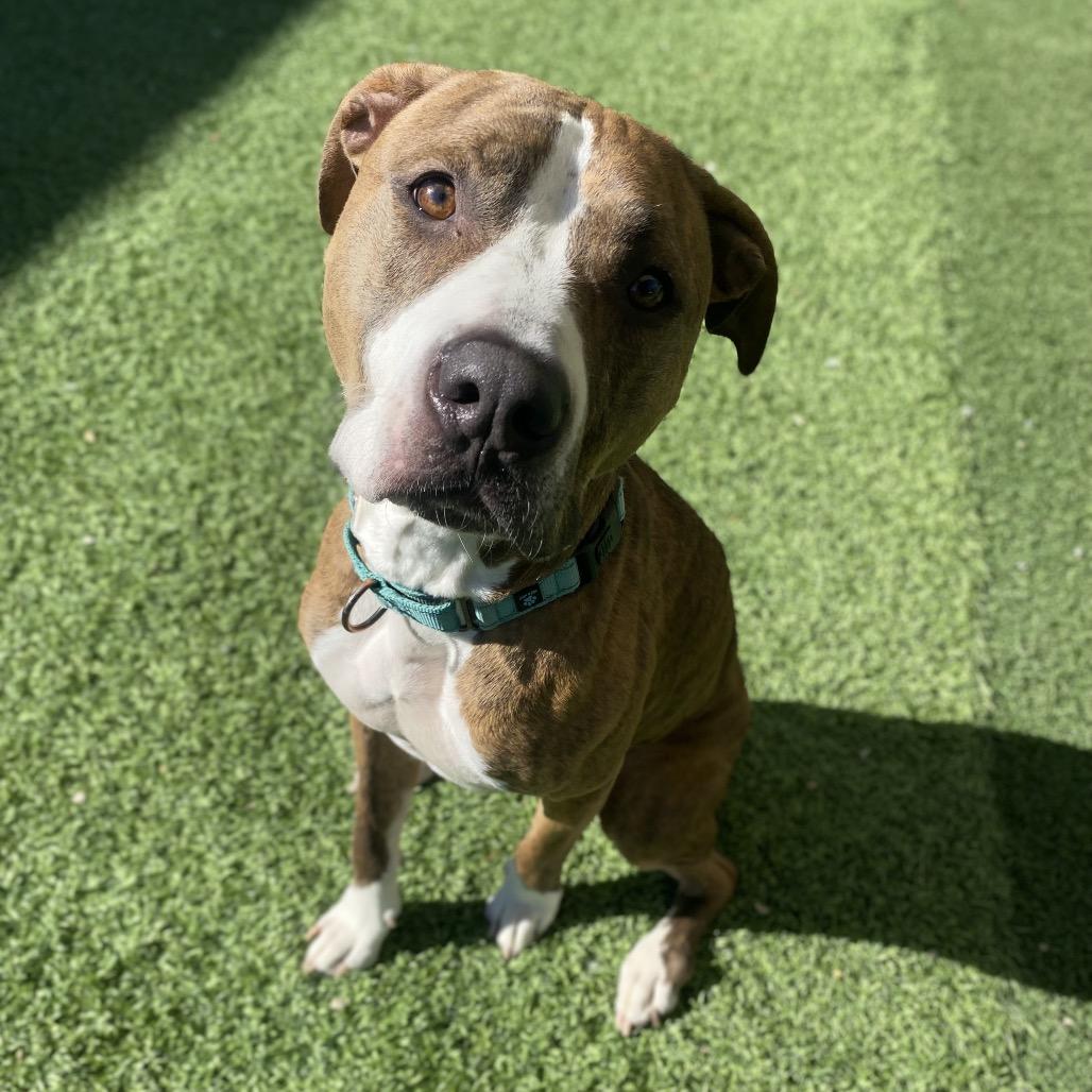 Enlarge Gobble, a Adoptable Mixed Breed in Batavia, OH image 4/5