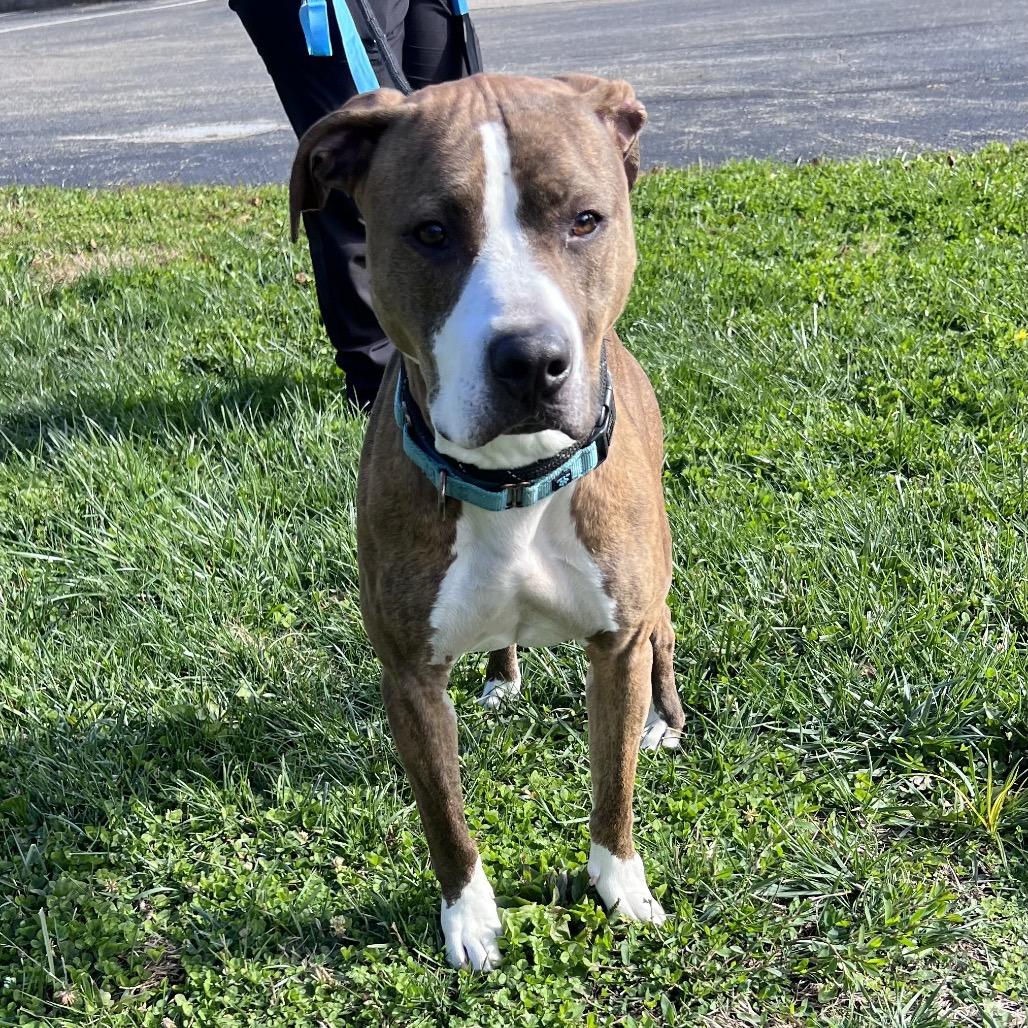 Enlarge Gobble, a Adoptable Mixed Breed in Batavia, OH image 5/5