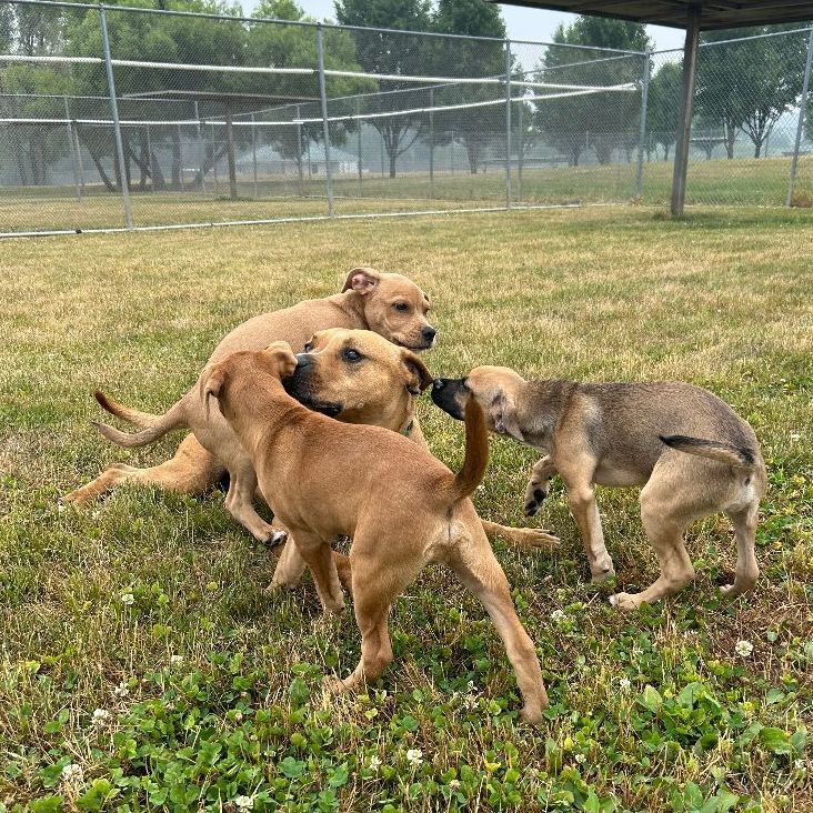 Enlarge Thor, a Adoptable Terrier in Lake Odessa, MI image 9/12