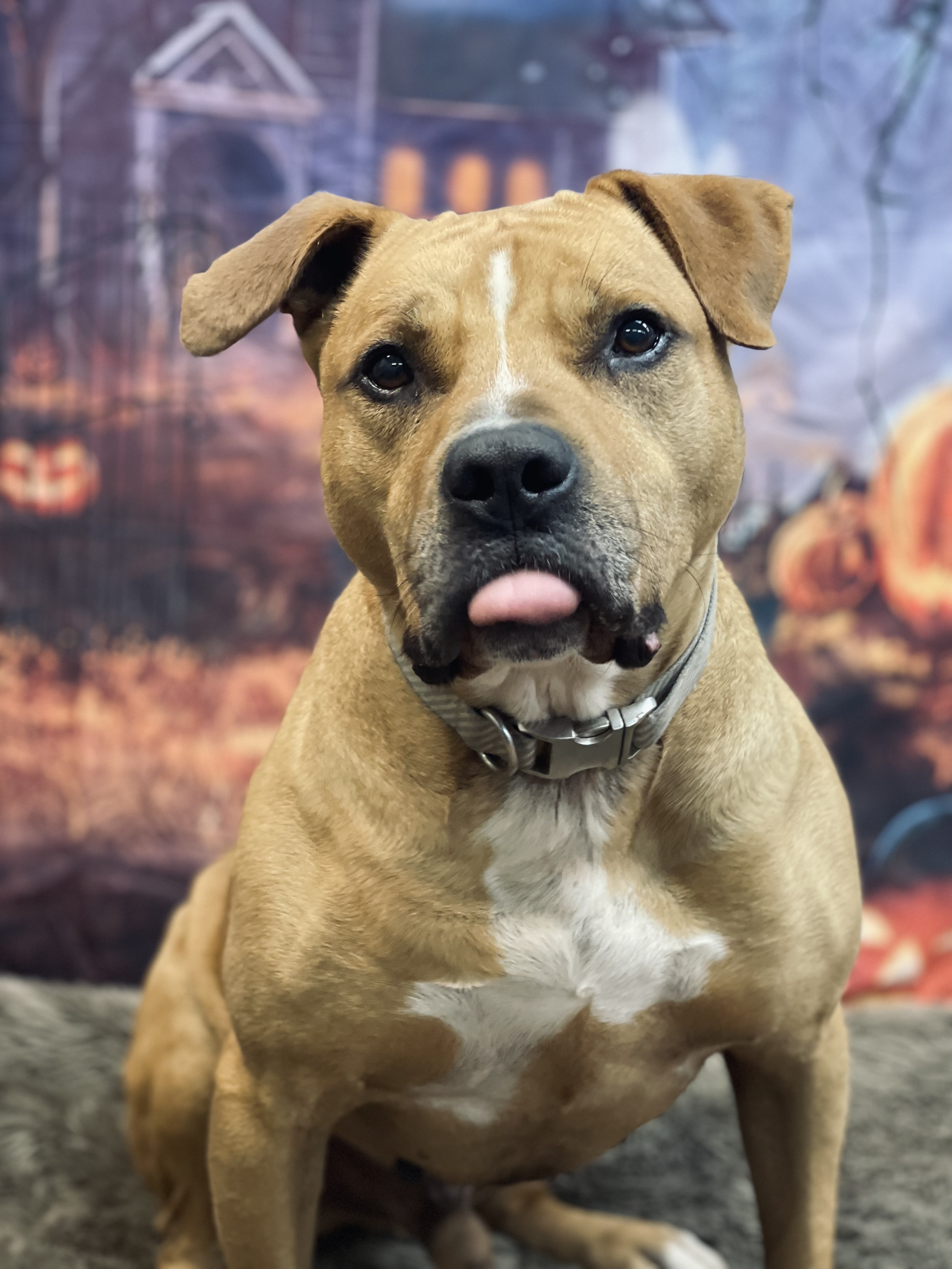 Thor, Adoptable, Senior Male Terrier.