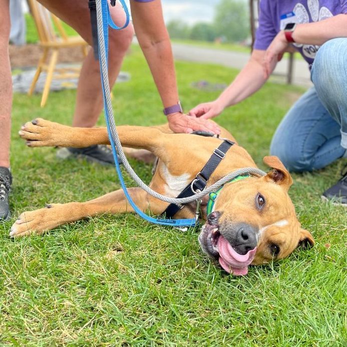 Enlarge Thor, a Adoptable Terrier in Lake Odessa, MI image 12/12