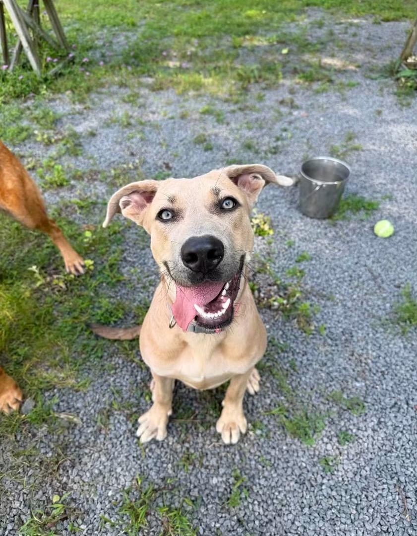 Enlarge Cider, a ADOPTABLE Mixed Breed in Howes Cave, NY image 1/2