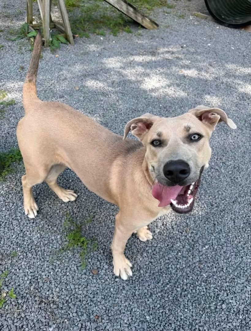 Enlarge Cider, a ADOPTABLE Mixed Breed in Howes Cave, NY image 2/2