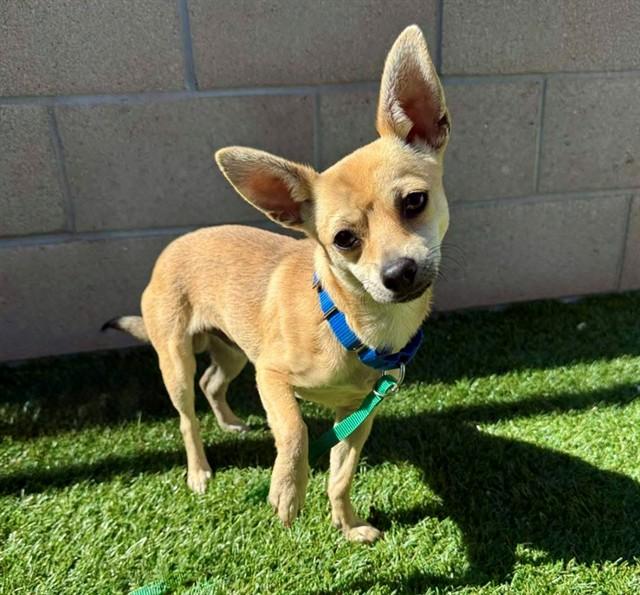 TUCKER, Adoptable, Young Male Chihuahua.