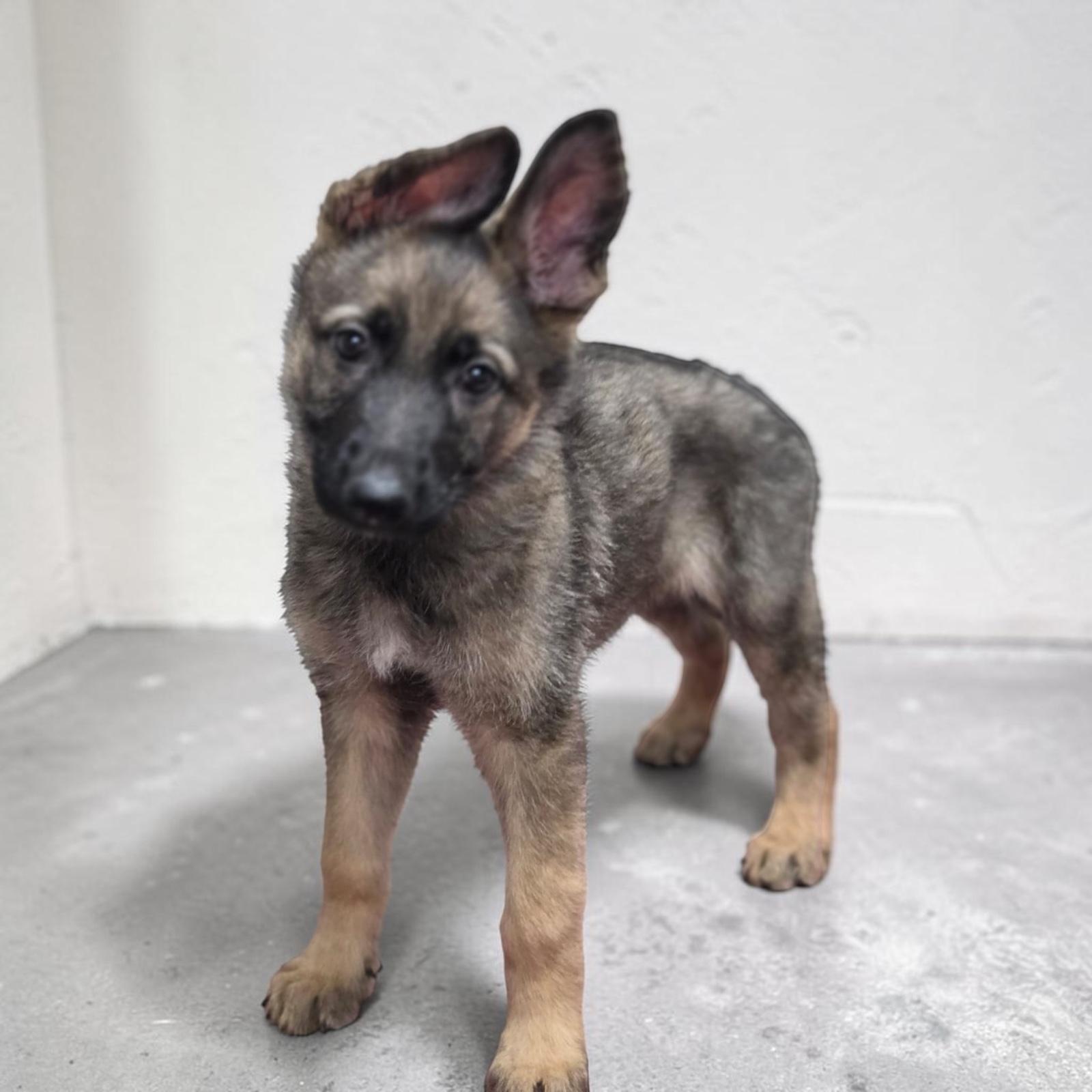 Enlarge Ellie, a Adopted German Shepherd Dog in Homosassa Springs, FL image 1/5