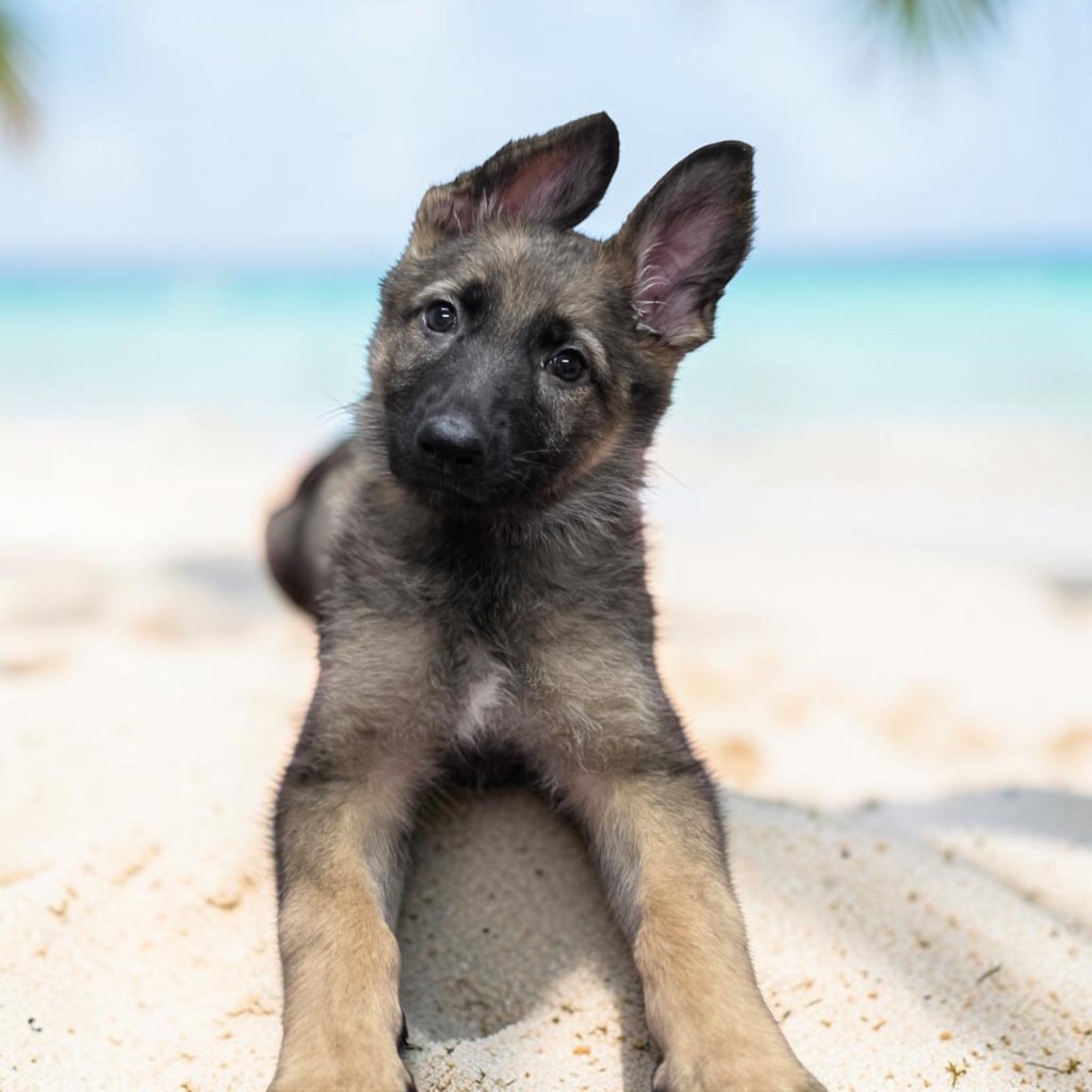 Enlarge Ellie, a Adopted German Shepherd Dog in Homosassa Springs, FL image 2/5
