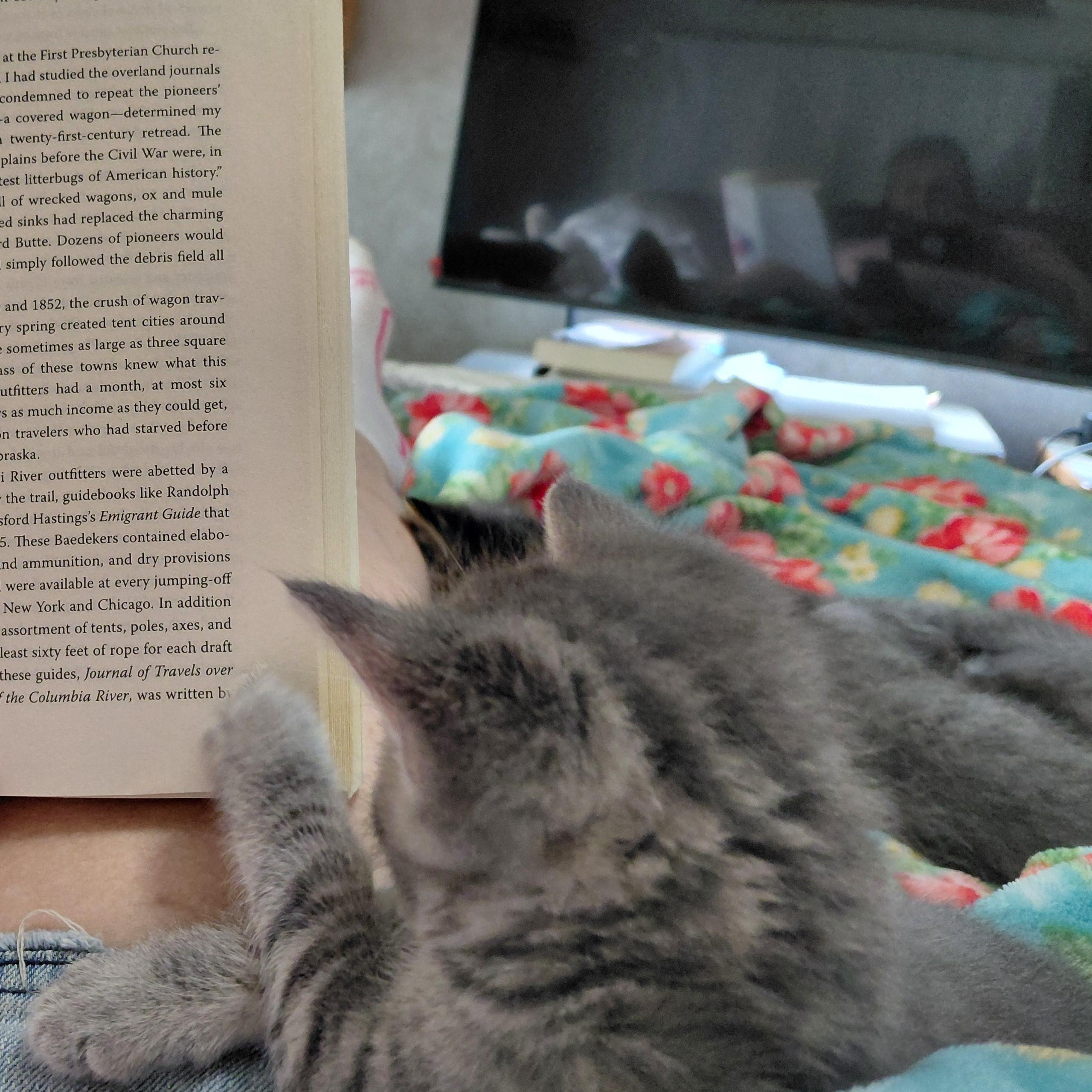 Charlotte, an adopted Tabby in Springfield, OR image 3/3