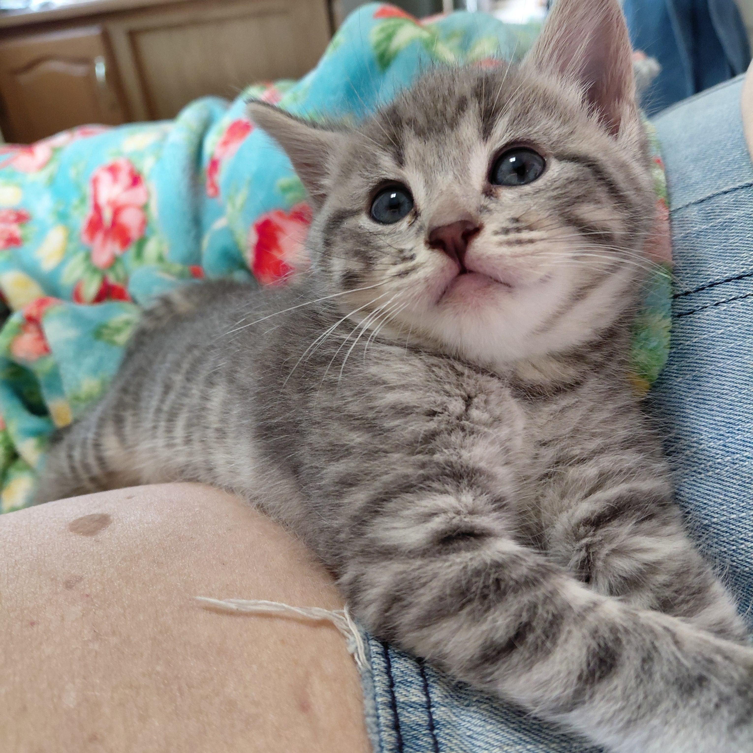 Charlotte, adopted, Kitten Female Tabby.