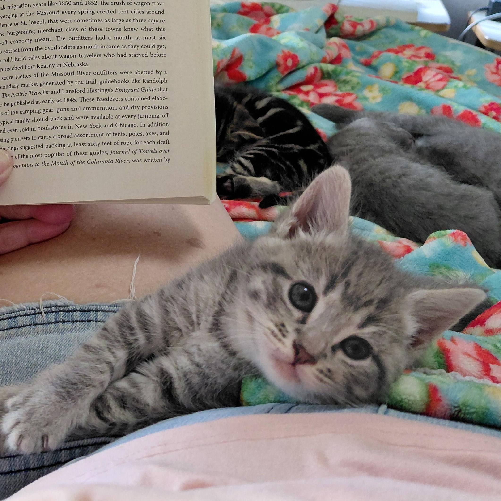 Charlotte, an adopted Tabby in Springfield, OR image 2/3