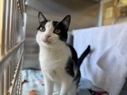Purjury, Adoptable, Adult Female Domestic Short Hair.