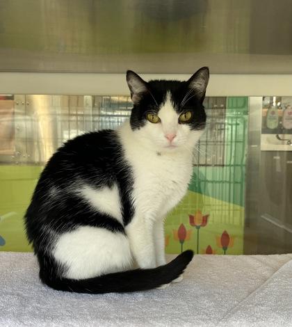 Purjury, a Adoptable mixed breed in Kansas City, MO image 1/3
