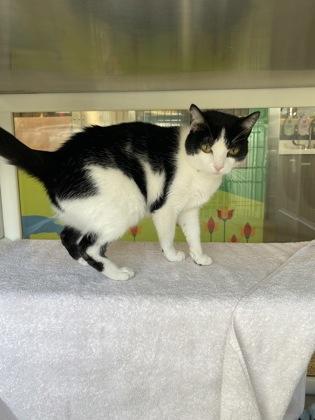 Purjury, a Adoptable mixed breed in Kansas City, MO image 1/3