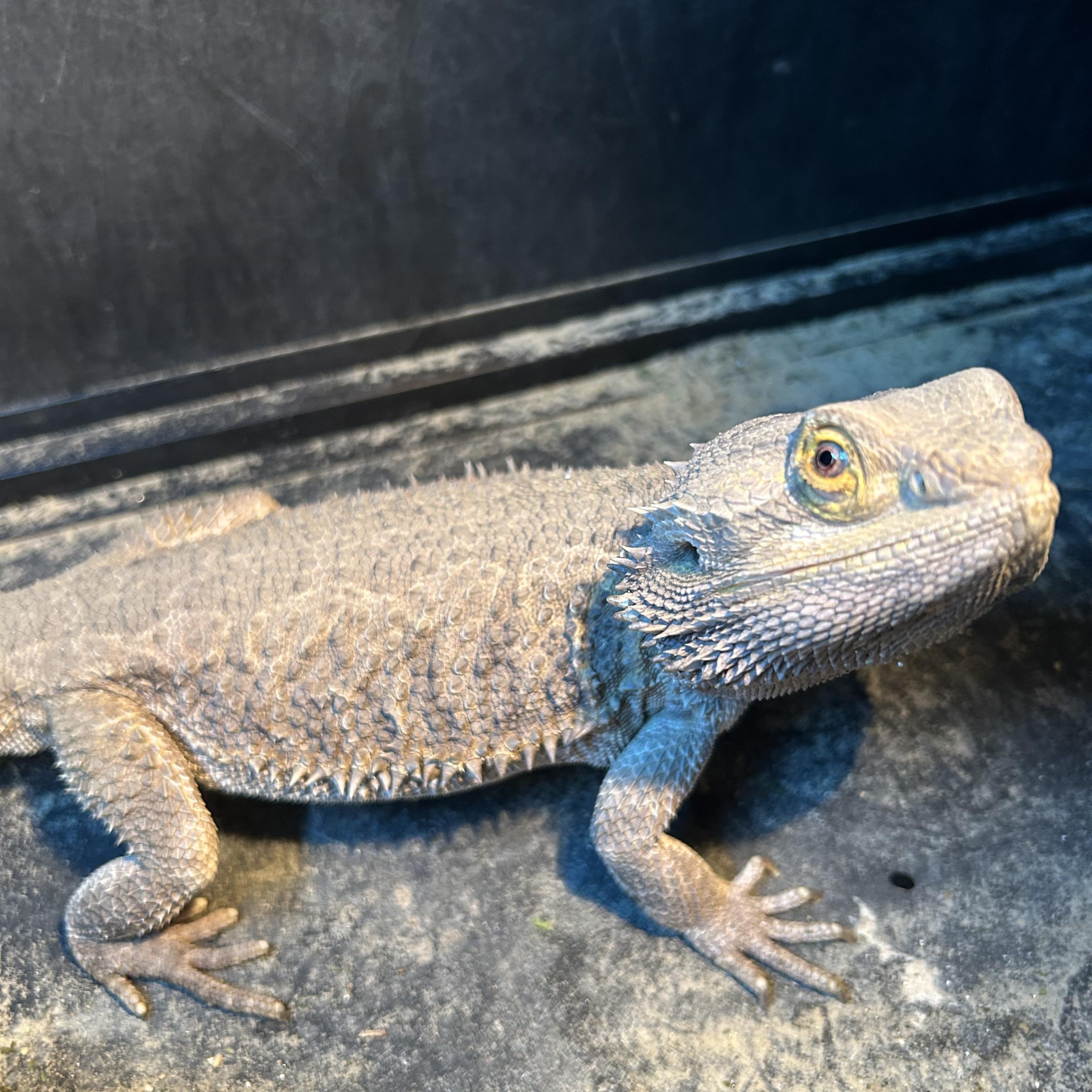 Bud the Bearded Dragon , adopted, Adult Male Bearded Dragon.