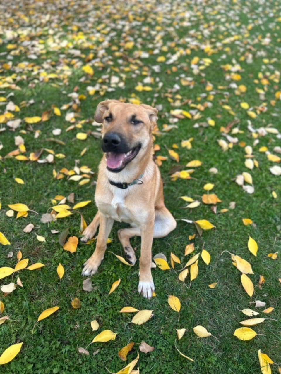 Tula